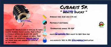 Cubaris Sp. White Ducky Isopod Bin Label